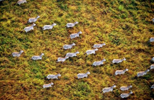 Serengeti