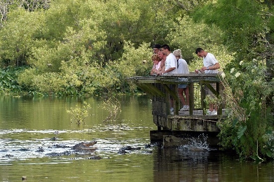 Alligator Island  